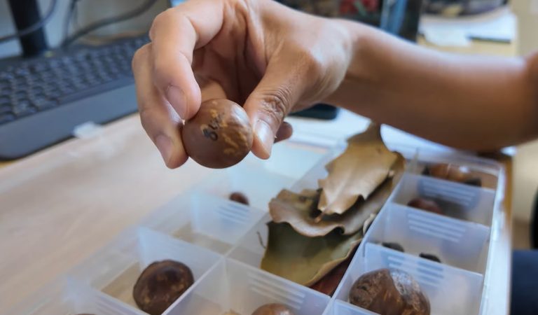 Ringo's nut and leaf collection
