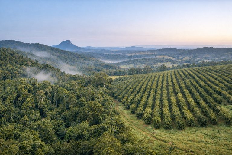 From Rainforest to Orchard