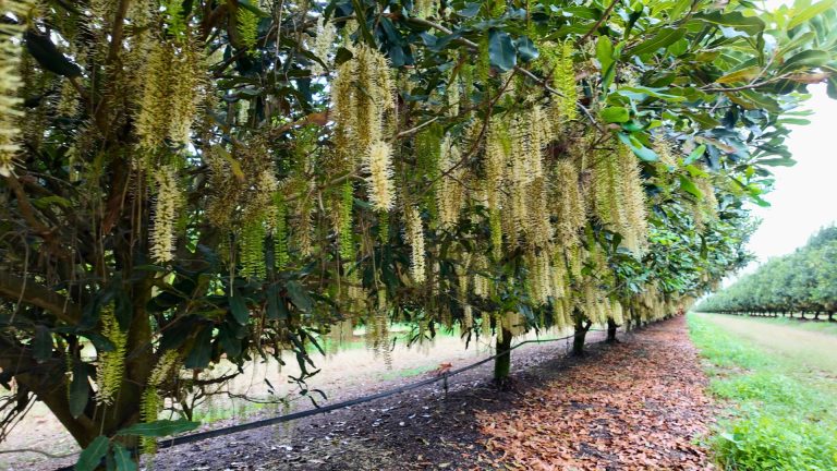 From Early to Late: Understanding Macadamia Flowering